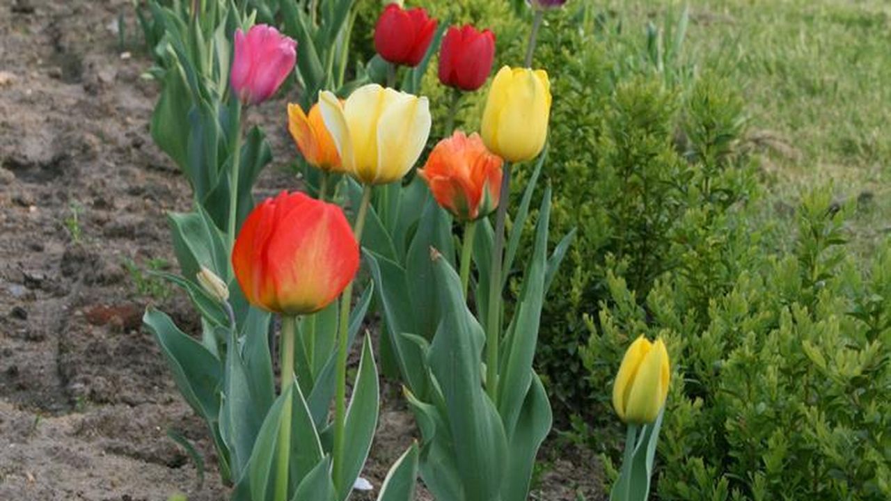 FrischeBlumen FrischeBlumen